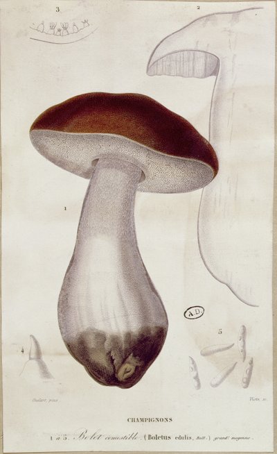 Boletus Edulis, Illustration for an Edition of 